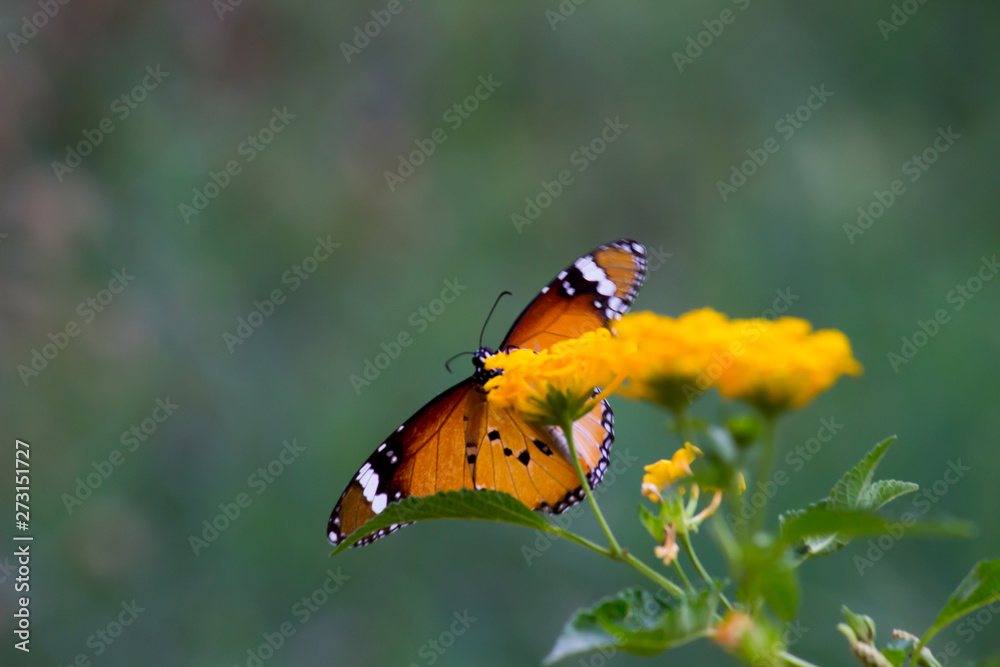 Beautiful Portrait of The Plain Tiger Butterfly on the Flower Plants in a soft green blurry background during Spring Season Beautiful Portrait of The Plain Tiger Butterfly on the Flower Plants in a soft green blurry background during Spring Season