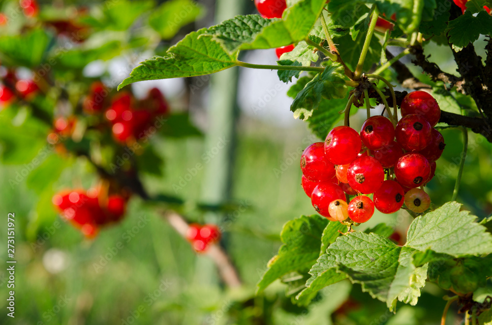 Fototapeta premium A bunch of redcurrant berries grow on a green bush under the sun's rays