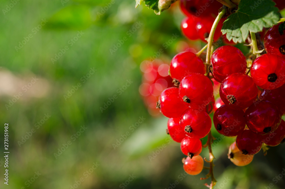 A bunch of redcurrant berries grow on a green bush under the sun's rays