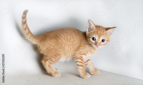 Orange cat isolated on white background looking at camera with blue eyes