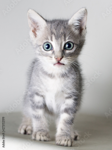 Grey common cat looking at camera isolated on grey bakcground © Endika