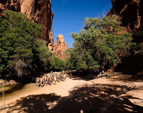 Portrait of drinking camels in canyon aka guelta Bashikele ,East Ennedi, Chad photo