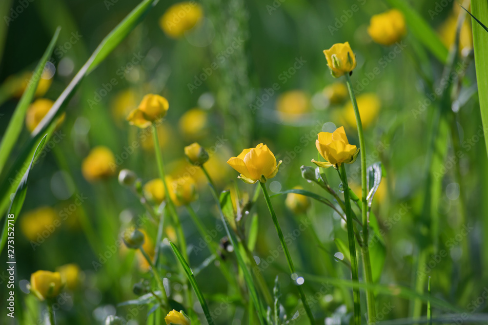 Green grass and yellow flowers in sunny summer morning, nature background. Green grass and yellow flowers in sunny summer morning, nature background.