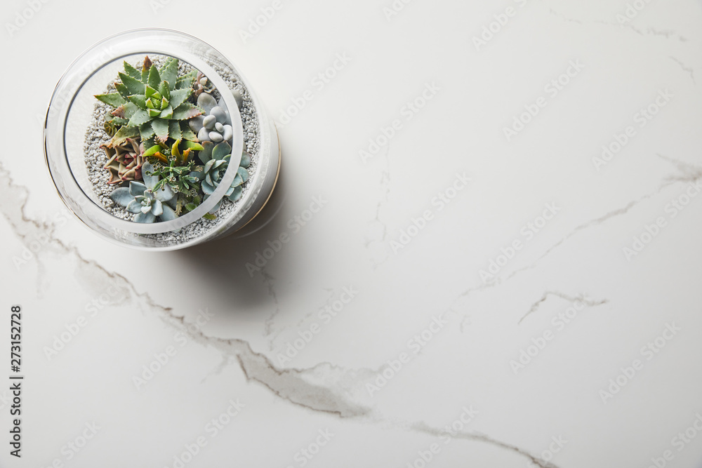 top view of green succulent in glass flowerpot on marble background