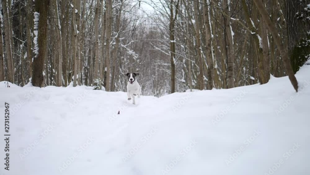 Young Female Dog Running In Snow In Winter Wonderland Forest. Slow Motion.