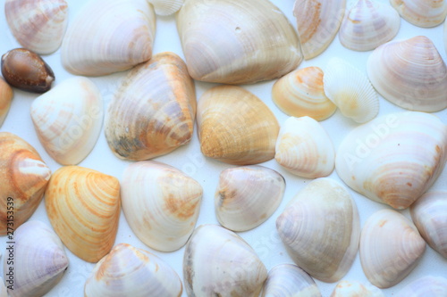 Sea shells set pattern beach