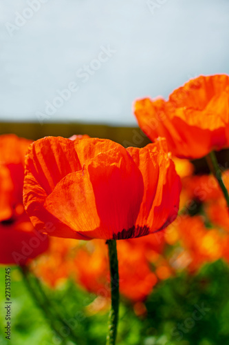 Close up of beautiful red blooming poppies in a field.