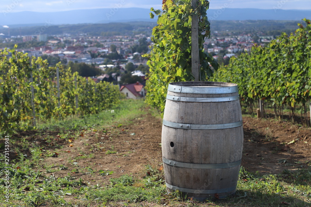 Oak barrel for storing wine near the vine. Green vineyard with a town in the background. Winemaking in a temperate zone. Households and farm land. Alcohol production from fruit juice. Traditional Oak barrel for storing wine near the vine. Green vineyard with a town in the background. Winemaking in a temperate zone. Households and farm land. Alcohol production from fruit juice. Traditional