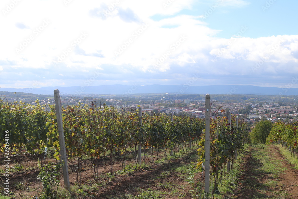 Green vineyard with a town in the background. Winemaking in a temperate zone. Households and farm land. Alcohol production from fruit juice. Traditional farming. Regional features of agriculture