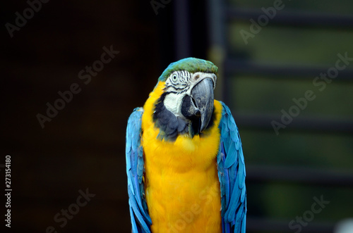 コンゴウインコ