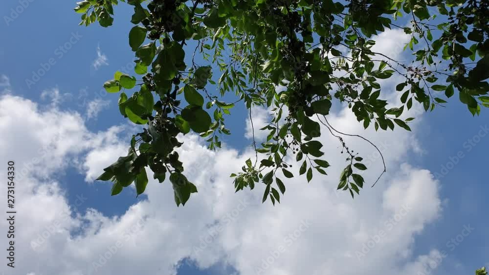 Green leaf on an apple tree. Leaf in the close-up Green leaf on an apple tree. Leaf in the close-up