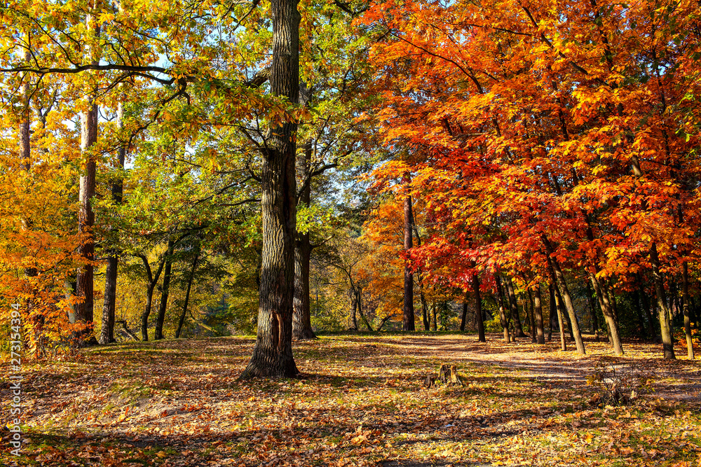 beautiful autumn landscape with falling leaves