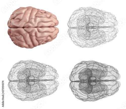 human brain. Vector set in different styles. meshe