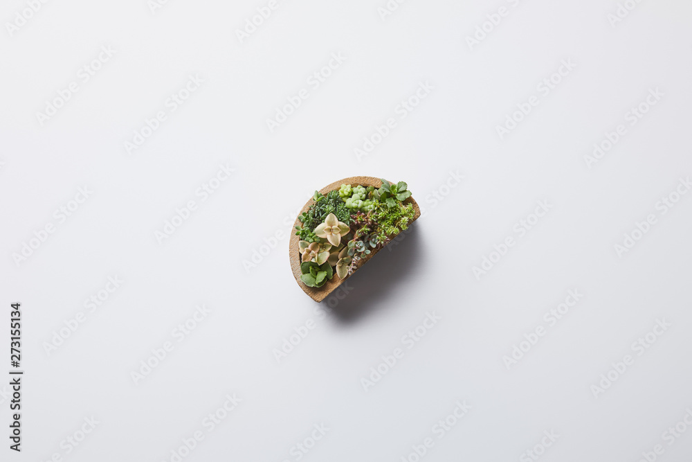 top view of green succulent in flowerpot on white background with shadow top view of green succulent in flowerpot on white background with shadow
