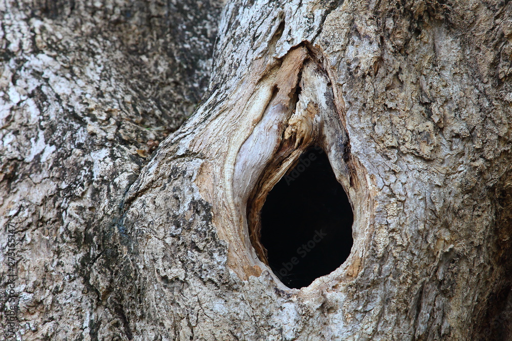 Hole In The Old Tree Trunk In Vagina Shape That Used To Be Bird Nest With Rustic Bark Stock