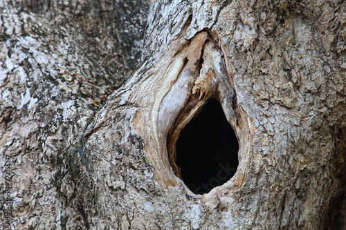Hole in the old tree trunk in vagina shape that used to be bird nest with rustic bark photo