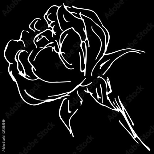 Hand Drawn  Illustrations Of Abstract Peony Flower Isolated on Black Background. Hand Drawn Sketch of a Flower