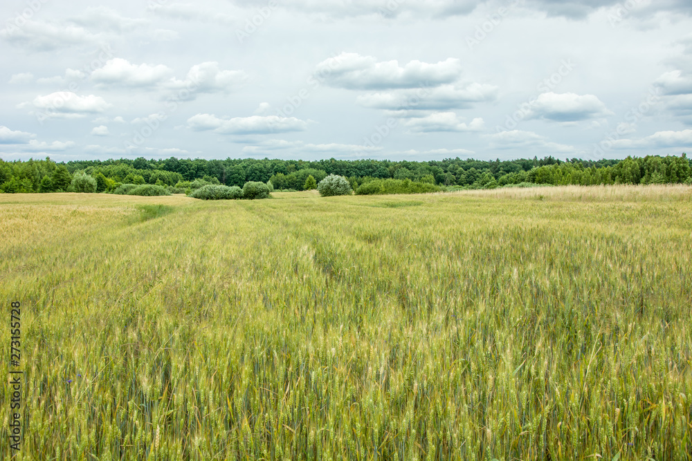 Huge field of barley, forest and gray clouds in the sky