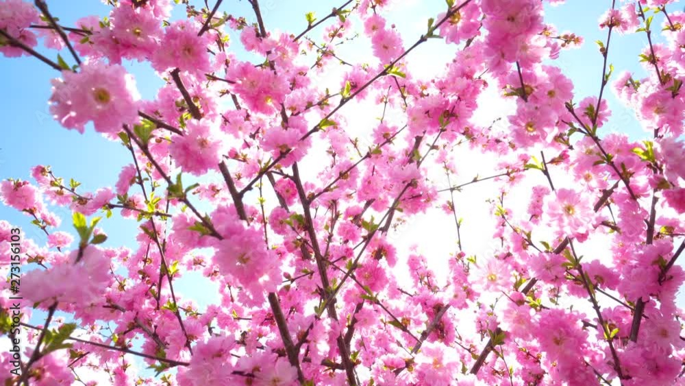 Beautiful nature scene with blooming sakura tree. Cherry spring flowers. Spring blossom pink background Beautiful nature scene with blooming sakura tree. Cherry spring flowers. Spring blossom pink background