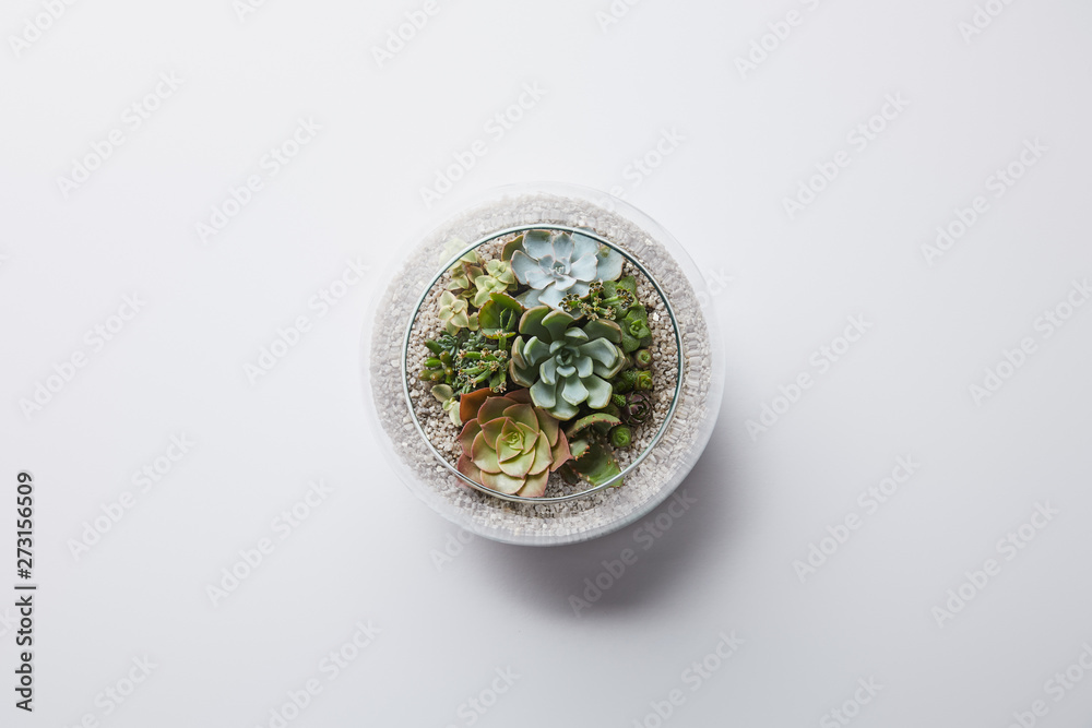 top view of green decorative succulent in glass flowerpot on white background top view of green decorative succulent in glass flowerpot on white background