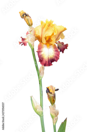 Plicata (yellow standards and white falls with red border) iris flower isolated on white background. Cultivar from Tall Bearded (TB) iris garden group