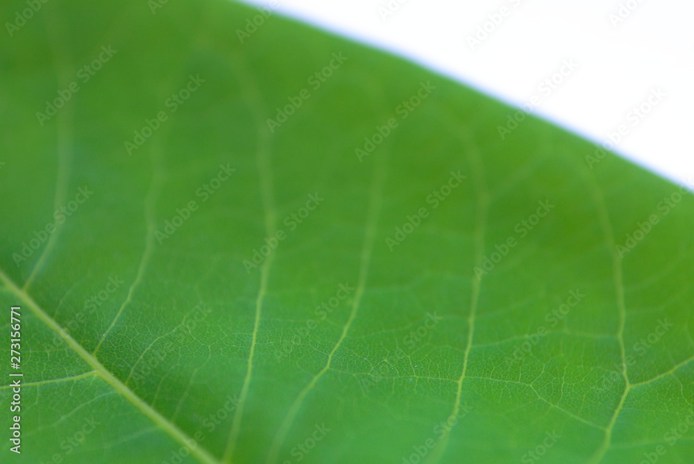 closeup of green leaf closeup of green leaf