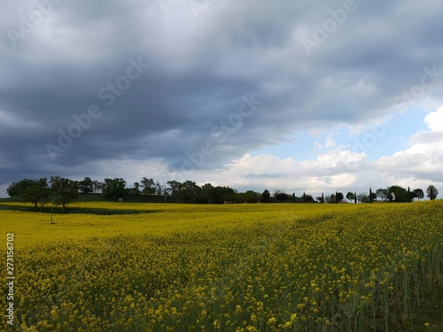 field and blue sky