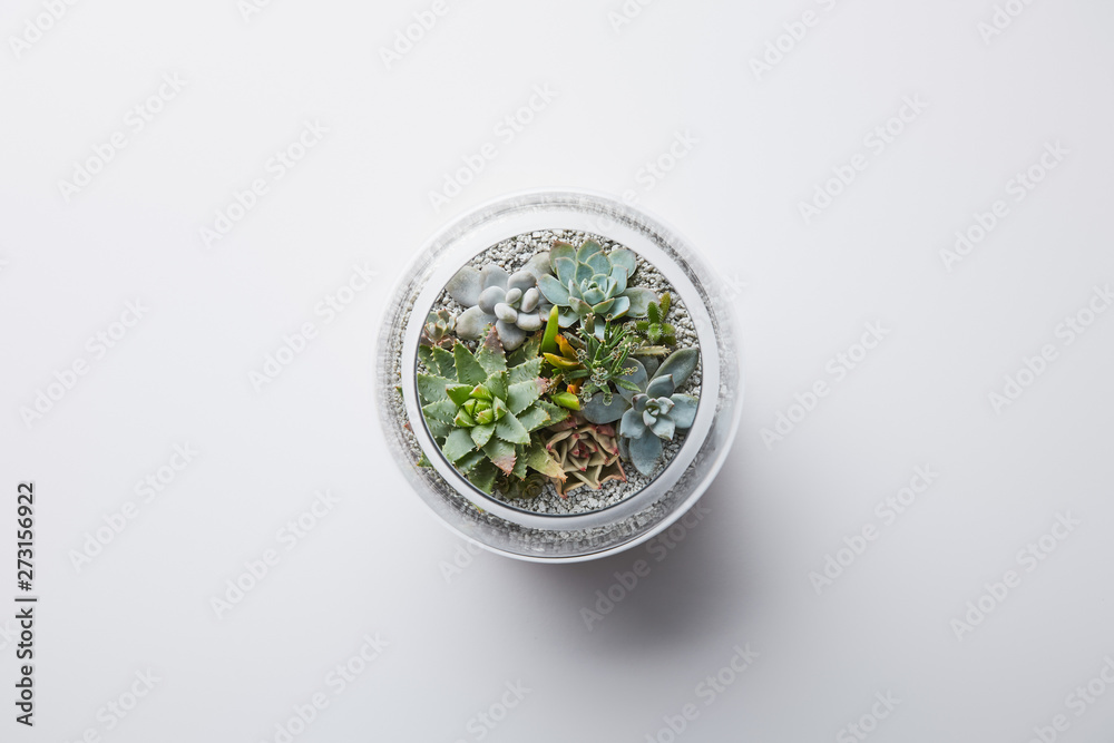 Top view of green succulent in glass flowerpot on white background