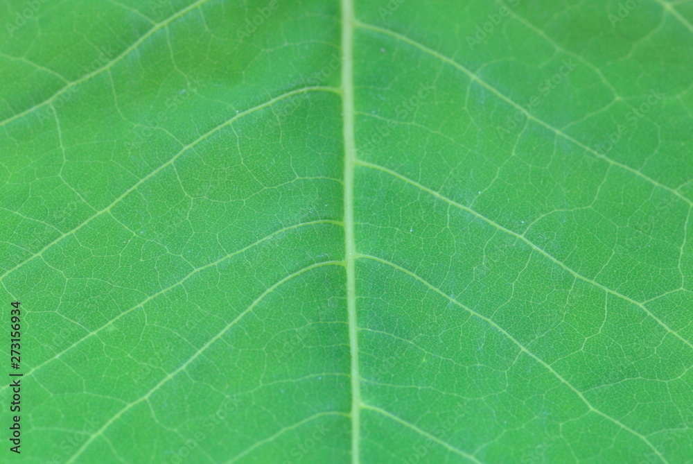 texture of green leaf texture of green leaf