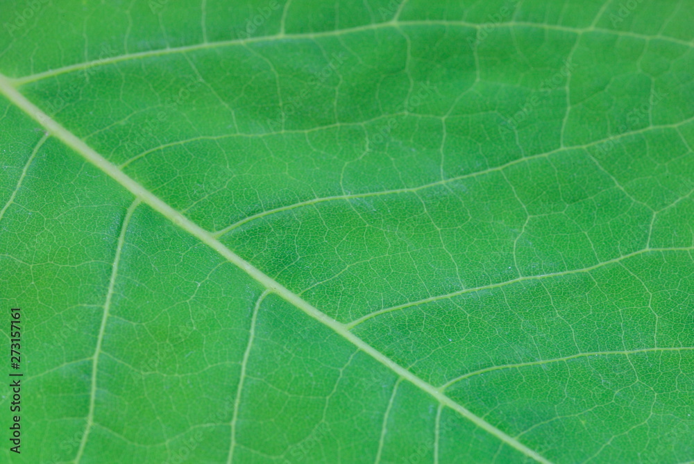 macro of green leaf macro of green leaf