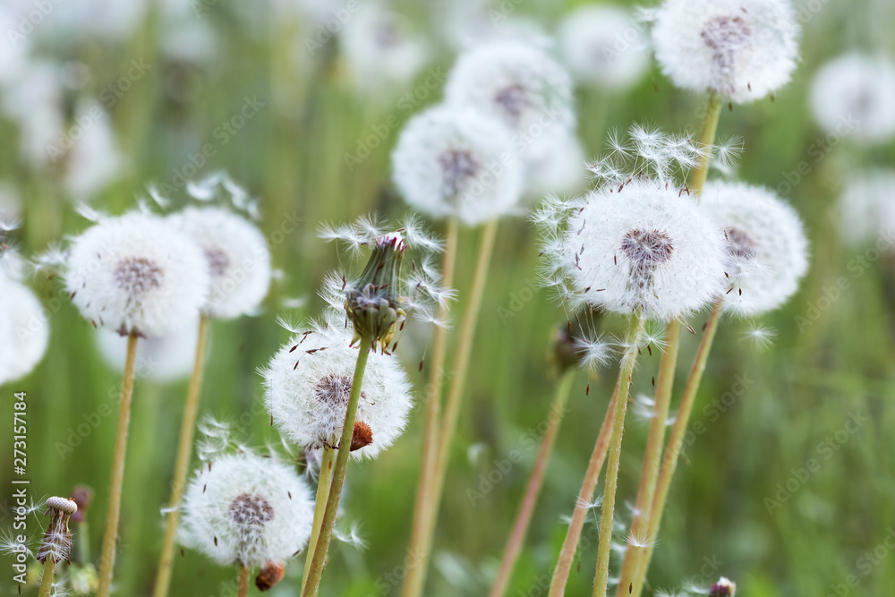 White fluffy dandelions in the meadow.Bright floral background.