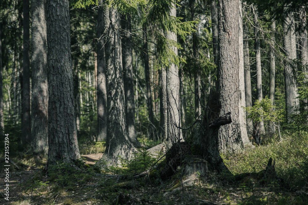 tree in the forest tree in the forest
