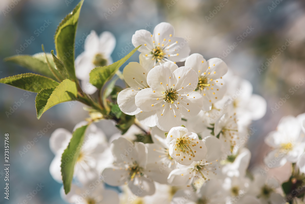 Cherry flowers frame Cherry flowers frame