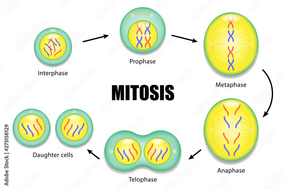 Diagram of Mitosis vector ESP10 Stock Vector Biology Diagrams