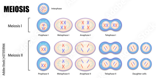 Diagram of Meiosis vector ESP10