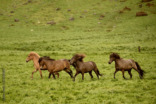 Herd of horses