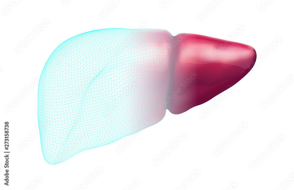 human liver. 3d vector. health and medicine. human liver. 3d vector. health and medicine.