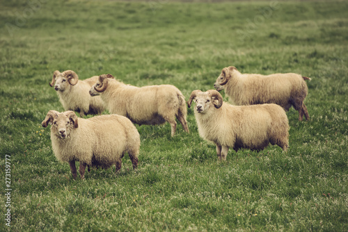 Sheep grazing in Iceland © Roxana