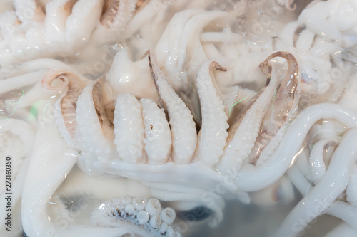 Fresh squid from fresh sea