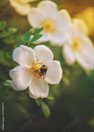 Beautiful white rose flowers with green leaves and bee