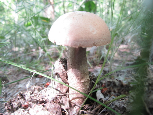 brown mushroom on a background of green grass