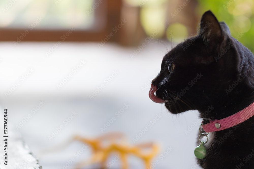 Black Cat use Tongue to clean Face. Black Cat use Tongue to clean Face.