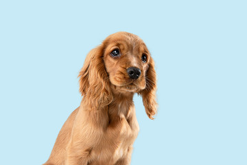 Looking so sweet and full of hope. English cocker spaniel young dog is posing. Cute playful braun doggy or pet is sitting isolated on blue background. Concept of motion, action, movement.