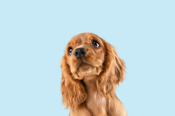 Looking so sweet and full of hope. English cocker spaniel young dog is posing. Cute playful braun doggy or pet is sitting isolated on blue background. Concept of motion, action, movement.