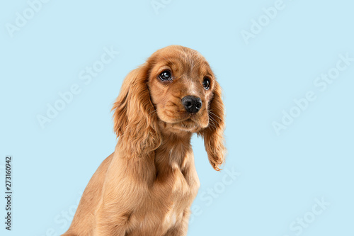 Looking so sweet and full of hope. English cocker spaniel young dog is posing. Cute playful braun doggy or pet is sitting isolated on blue background. Concept of motion, action, movement.