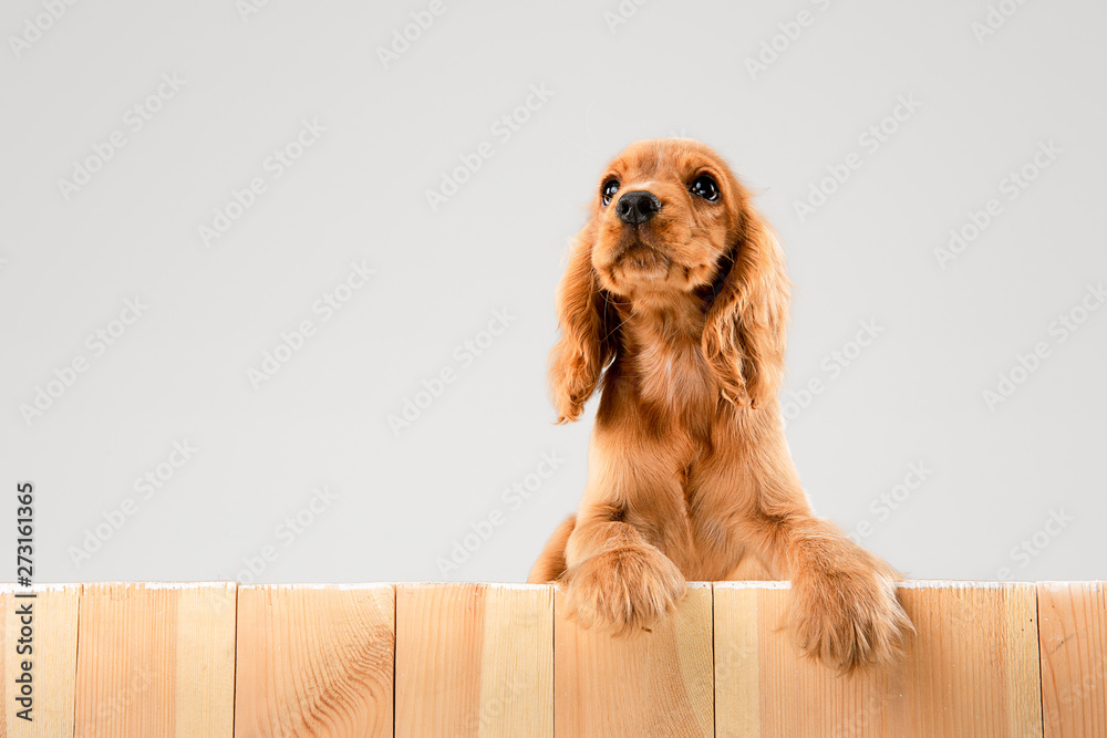 Waiting for parents. English cocker spaniel young dog is posing. Cute braun doggy or pet is lying and looking happy isolated on white background. Negative space to insert your text or image. - obrazy, fototapety, plakaty 