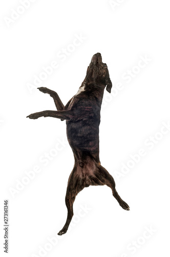 Mutt dog is jumping high  isolated studio shot