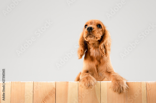 Waiting for parents. English cocker spaniel young dog is posing. Cute braun doggy or pet is lying and looking happy isolated on white background. Negative space to insert your text or image.