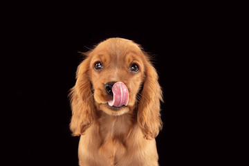 Don't leave me alone. English cocker spaniel young dog is posing. Cute playful braun doggy or pet is sitting full of attention isolated on black background. Concept of motion, action, movement.