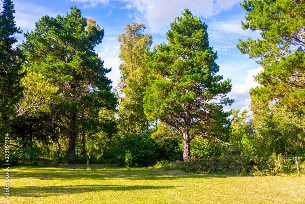 Naklejka premium trees in the park